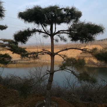造型油松