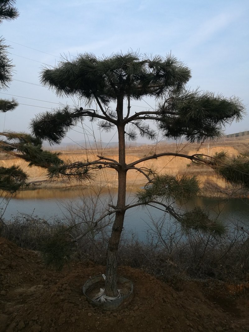 造型油松