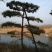 造型油松