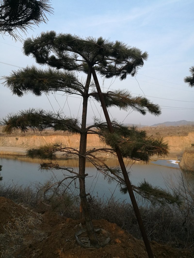 造型油松