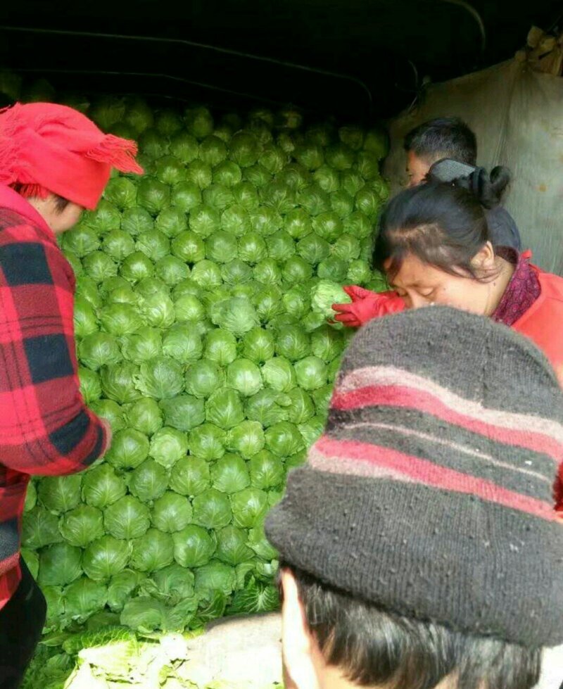 优质包菜大量供应✔质量好✔价格低【中甘十一小北京】