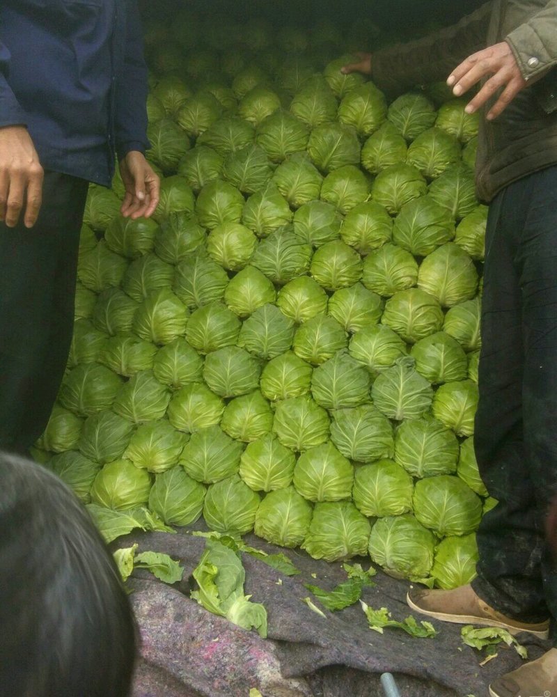 优质包菜大量供应✔质量好✔价格低【中甘十一小北京】