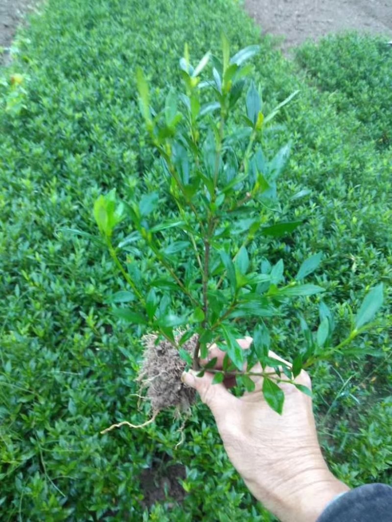 栾树苗，红叶石楠，红继木，大叶女贞，黄杨，等等，各种罐木