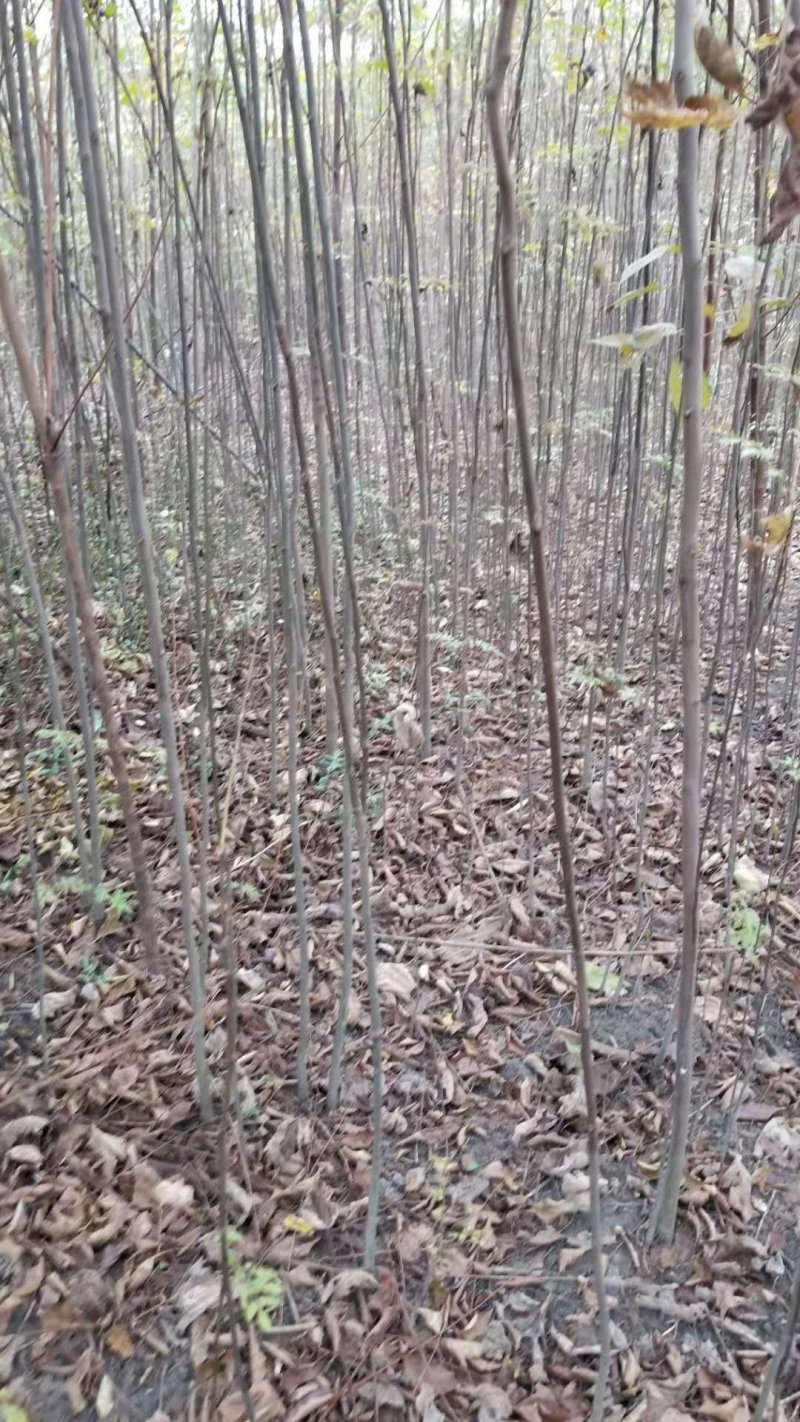 栾树苗，红叶石楠，红继木，大叶女贞，黄杨，等等，各种罐木