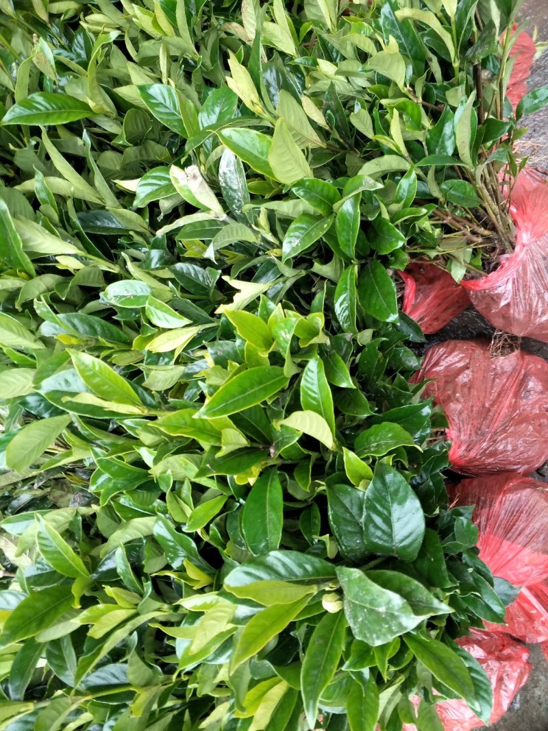 栾树苗，红叶石楠，红继木，大叶女贞，黄杨，等等，各种罐木