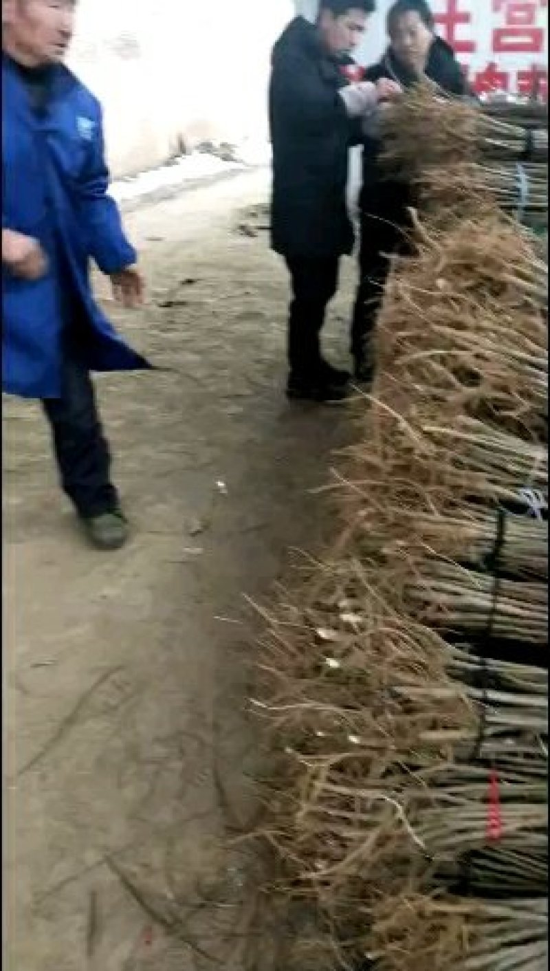 刺槐小苗成活率高，包指导一条龙服务