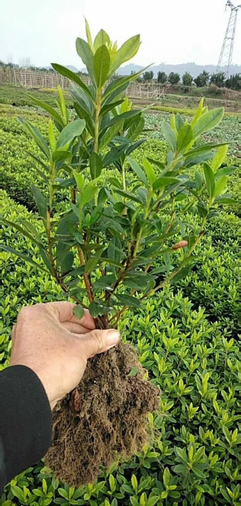 红叶石楠苗