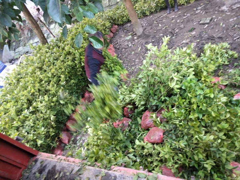 红叶石楠苗