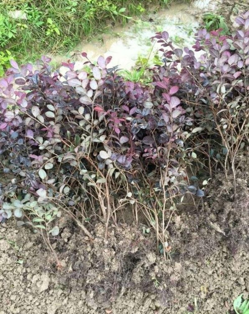 绿化苗红花继木