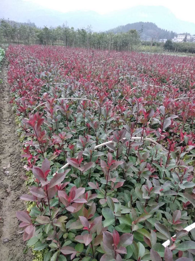 绿化苗红花继木