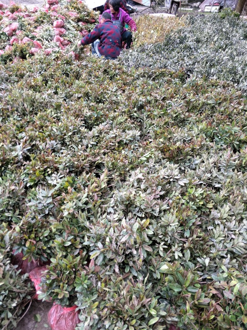 绿化苗红花继木