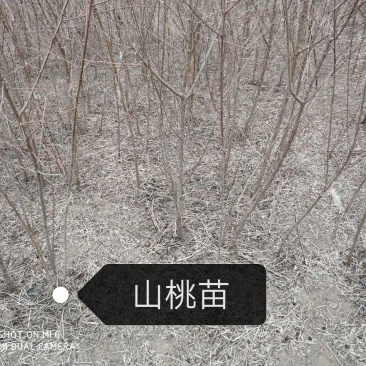 山桃苗