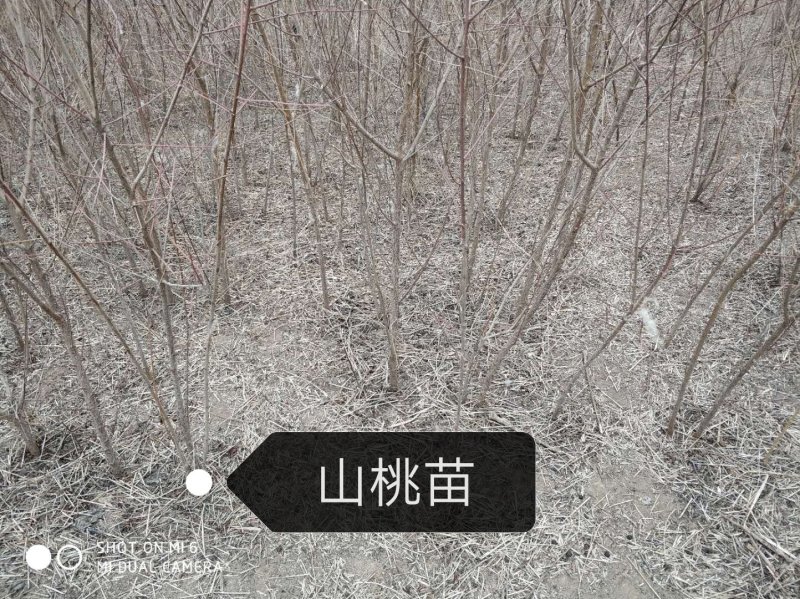 山桃苗