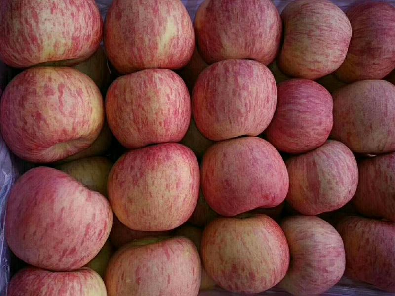 山东红富士苹果口感甜脆货源充足大量供应中