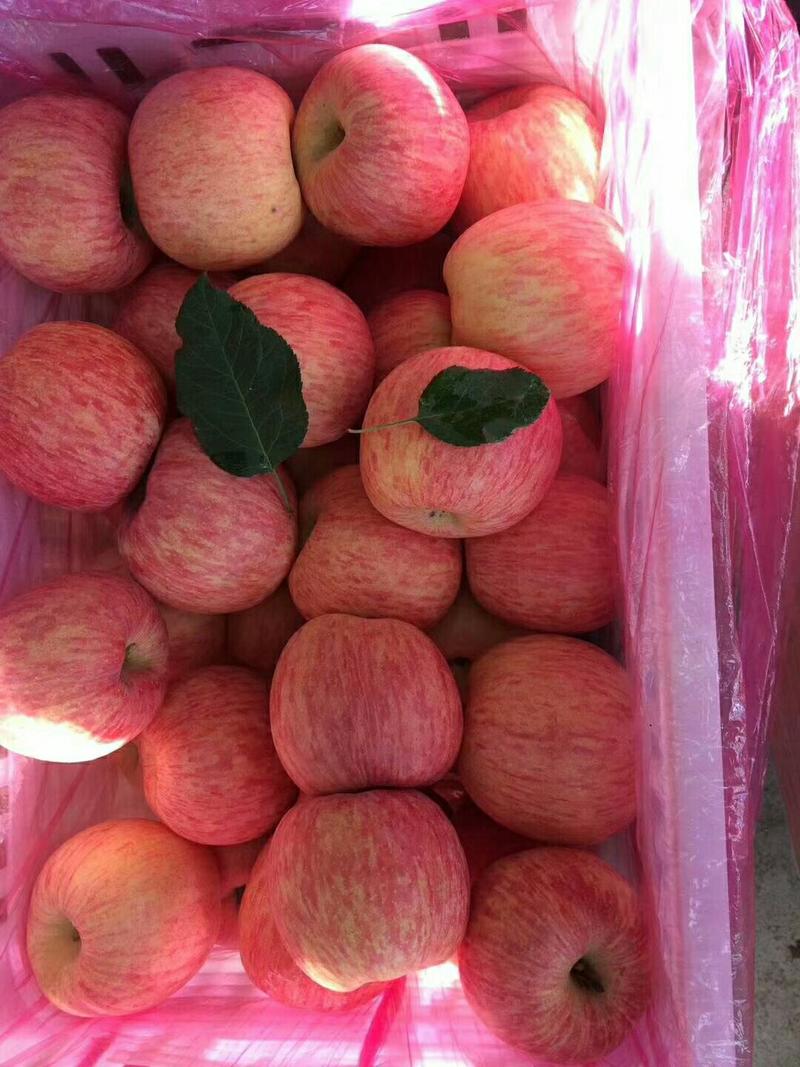 山东红富士苹果口感甜脆货源充足大量供应中