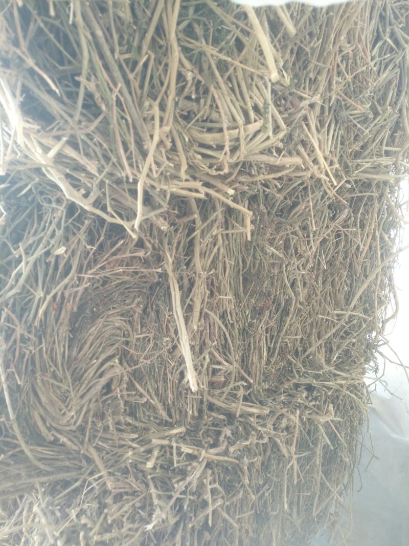 白英藤