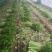精品芹菜，基地直发，一手货源、有想要的来找我、代发货也行