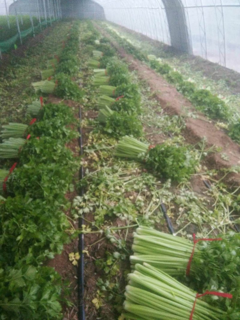 精品芹菜，基地直发，一手货源、有想要的来找我、代发货也行