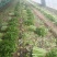 精品芹菜，基地直发，一手货源、有想要的来找我、代发货也行