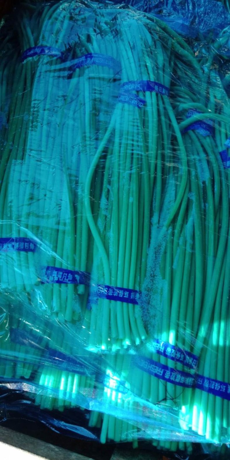 金杞精品，蒜薹！基地直发一手货源500顿，新品蒜台，欢迎