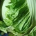 大白菜冷库储存大白菜500吨质量不错欢迎下单