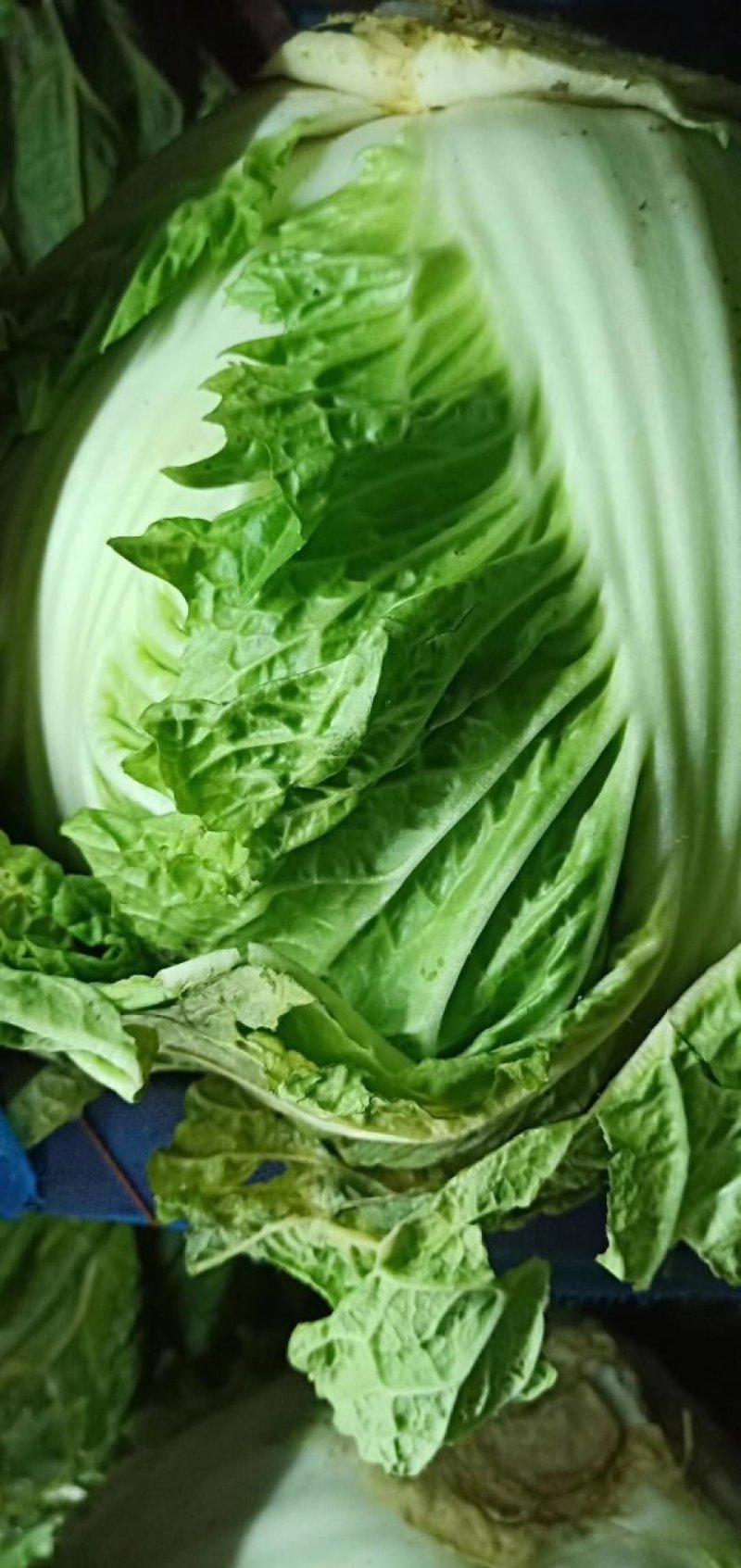 大白菜冷库储存大白菜500吨质量不错欢迎下单