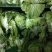 大白菜冷库储存大白菜500吨质量不错欢迎下单
