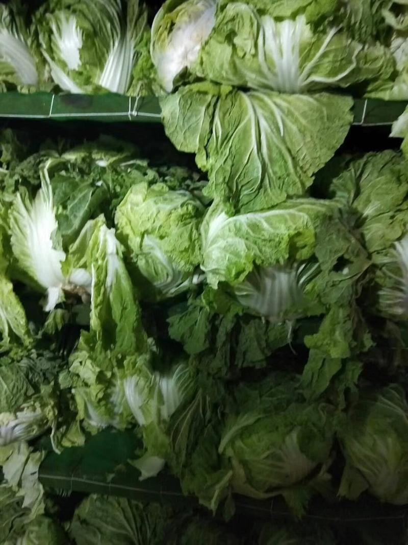 大白菜冷库储存大白菜500吨质量不错欢迎下单