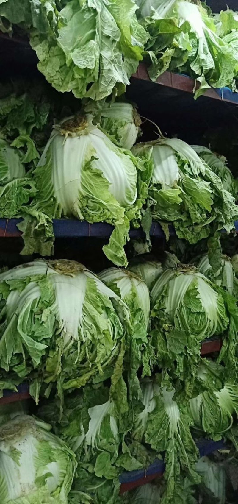 大白菜冷库储存大白菜500吨质量不错欢迎下单