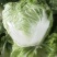 大白菜冷库储存大白菜500吨质量不错欢迎下单