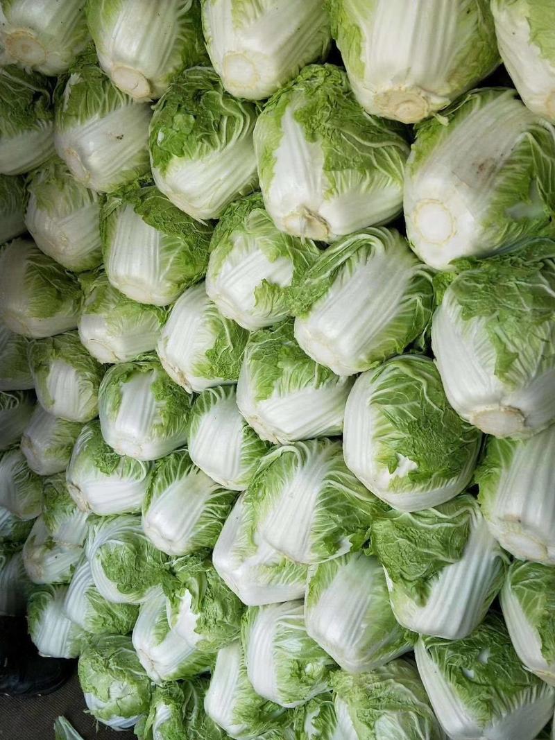 大白菜冷库储存大白菜500吨质量不错欢迎下单