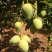海南小台农芒果，质量保证