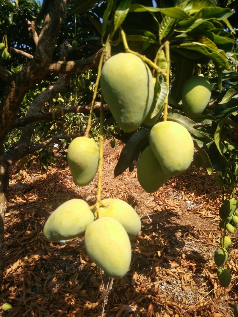 海南小台农芒果，质量保证