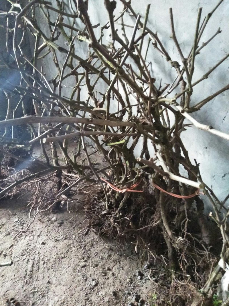 巨丰葡萄苗5年大苗已结果3年