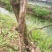 巨丰葡萄苗5年大苗已结果3年