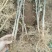 大红袍花椒苗，现挖现发，根系好，成活率98以上正宗大红袍