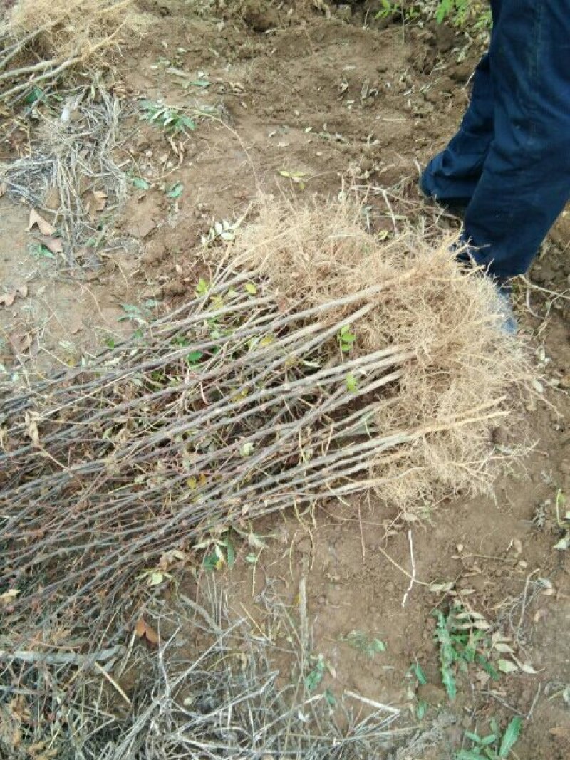 大红袍花椒苗，现挖现发，根系好，成活率98以上正宗大红袍