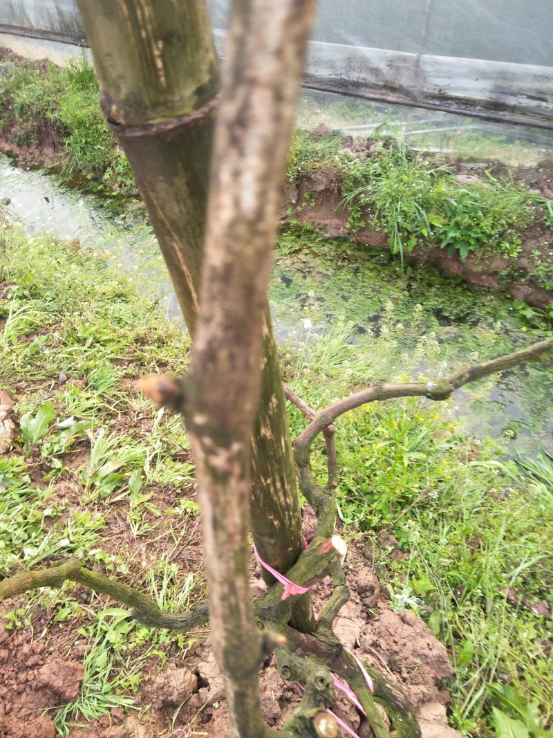 巨丰葡萄苗5年苗结果几年了