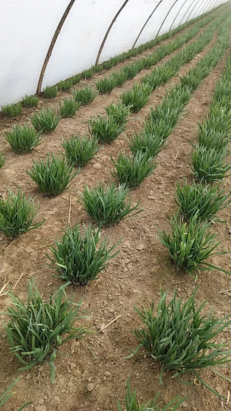 头刀红根韭菜马上上市