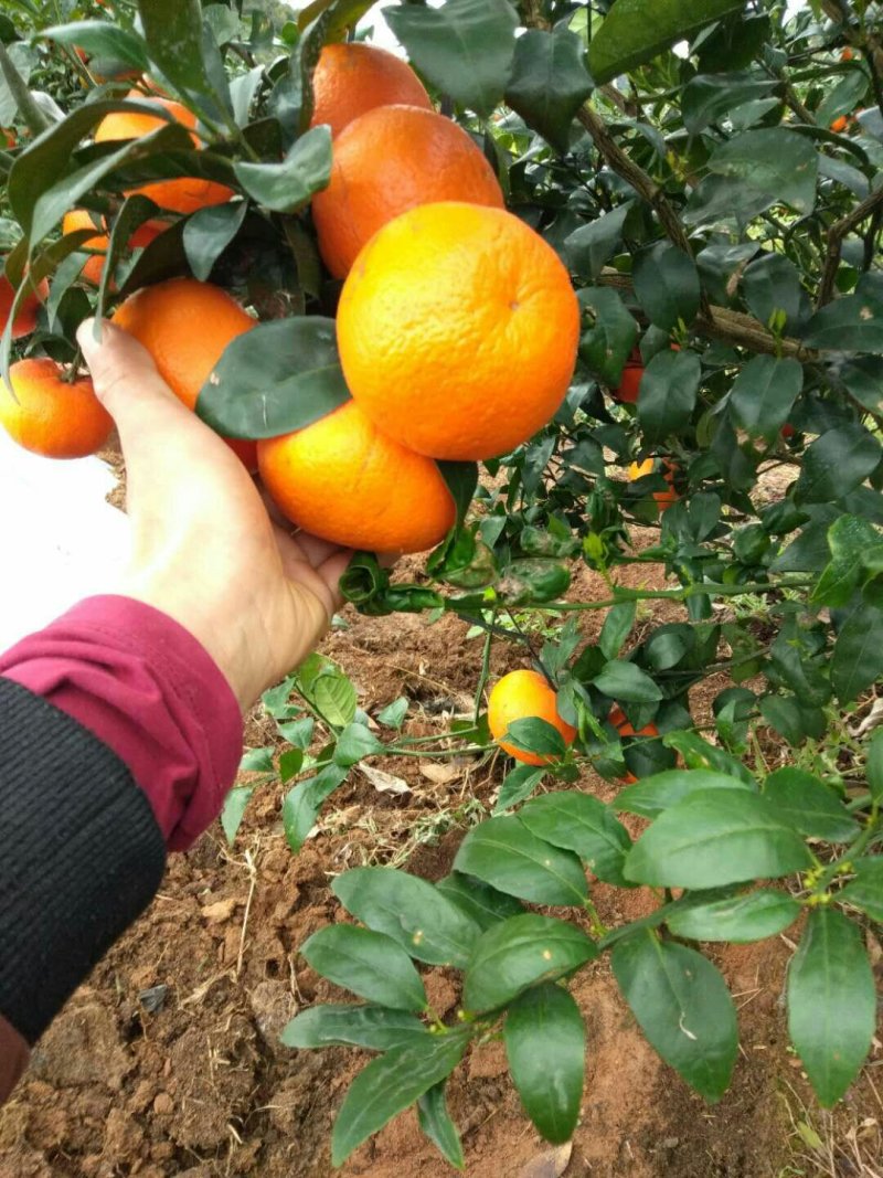 广西精品沃柑颜色鲜艳，汁水饱满，果面干净！