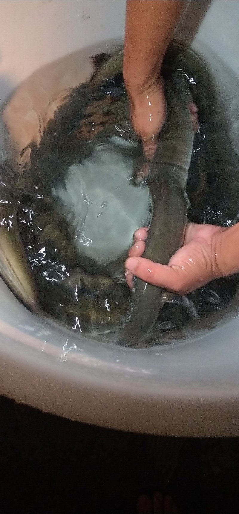 鳗鱼苗，日本鳗鱼苗，湖南鳗鱼苗，非洲鳗鱼苗