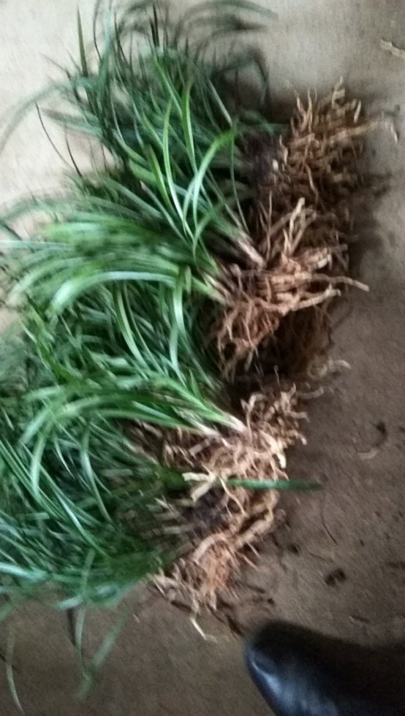 有好货野生兰花（3-4苗1棵，30棵起包邮）