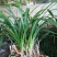 有好货野生兰花（3-4苗1棵，30棵起包邮）