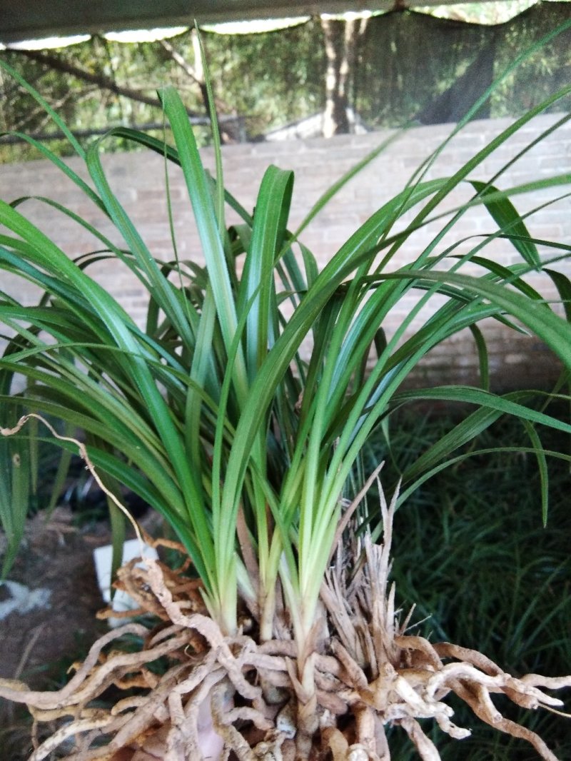 有好货野生兰花（3-4苗1棵，30棵起包邮）