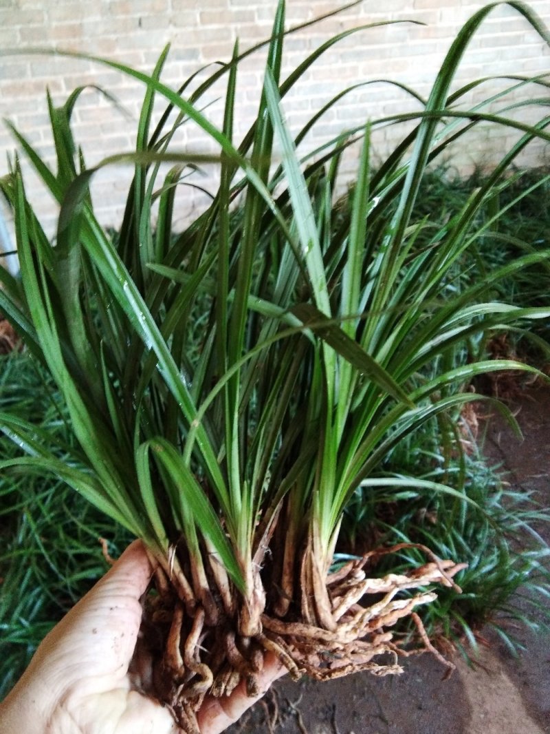 有好货野生兰花（3-4苗1棵，30棵起包邮）