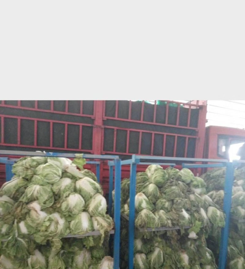 优质791青萝卜万亩蔬菜基地产地代发