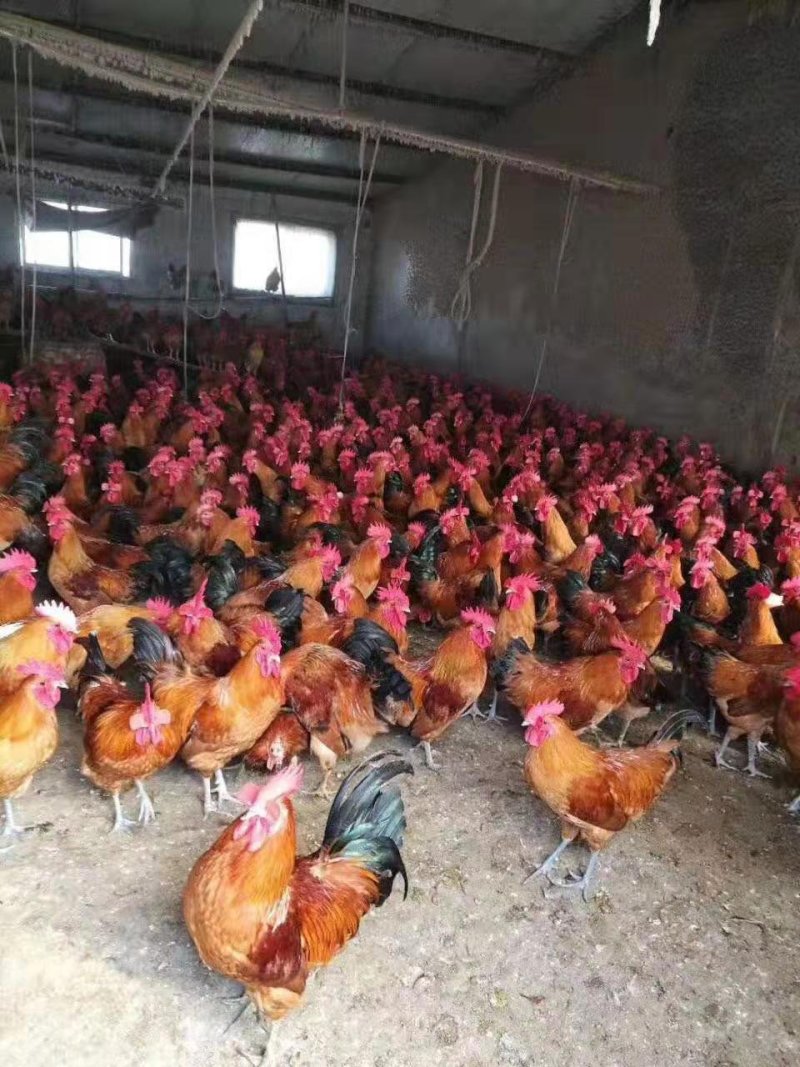 【优质】正宗淮南王脱温鸡苗土鸡苗疫苗齐全