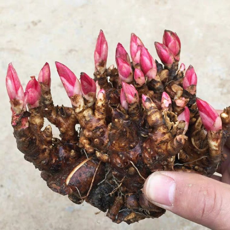 芍药根块带芽种根种球当年开芍药花球根芍药花种根球根块