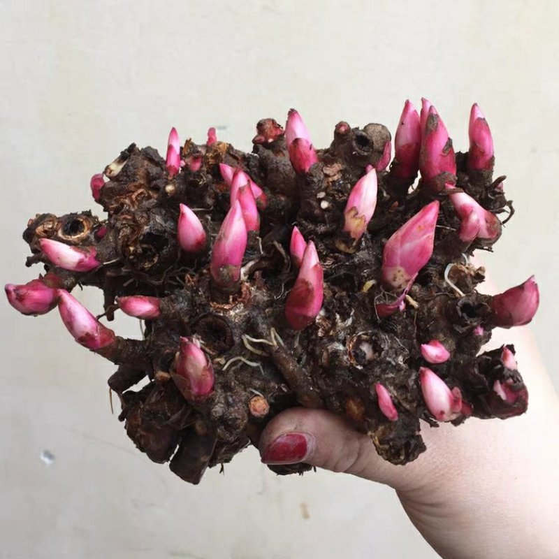芍药根块带芽种根种球当年开芍药花球根芍药花种根球根块