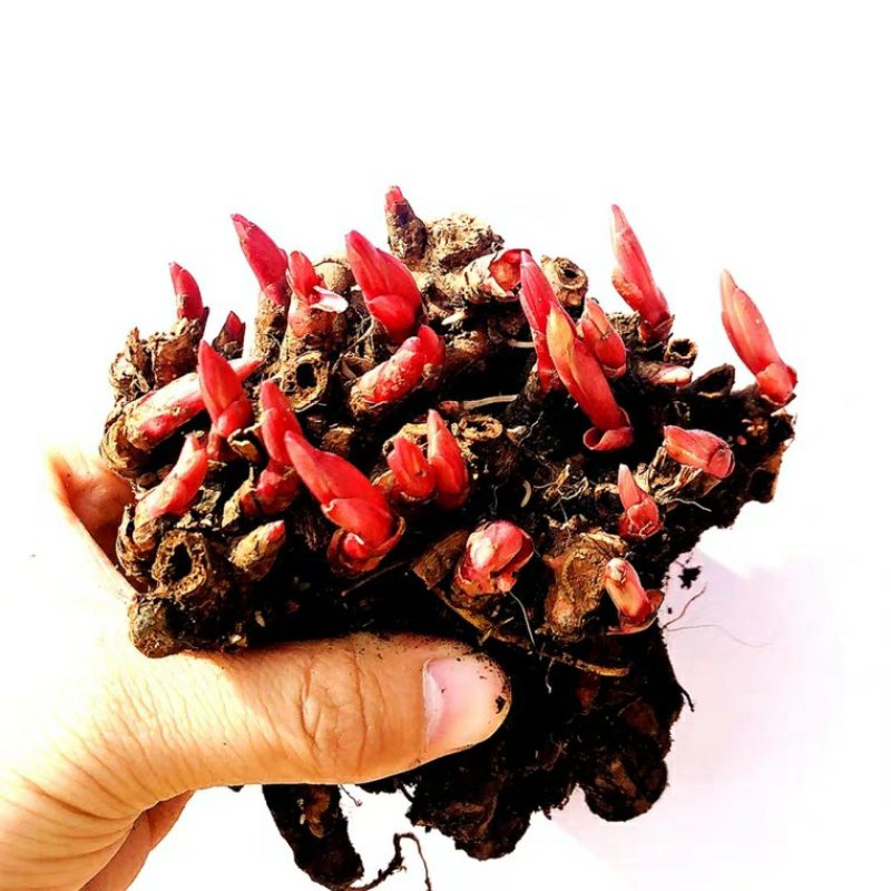芍药根块带芽种根种球当年开芍药花球根芍药花种根球根块